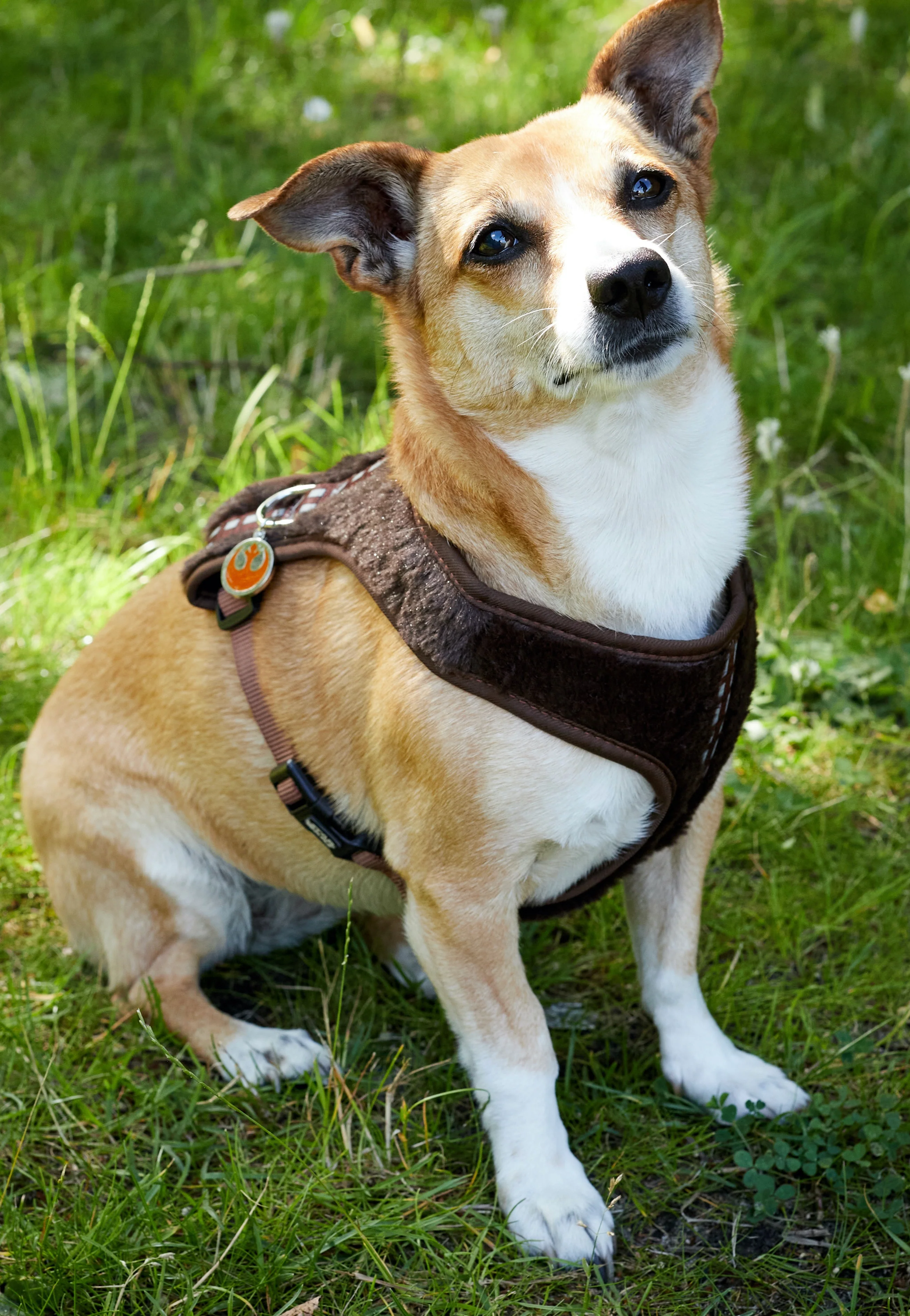 Star Wars - Chewbacca - Dog Harness - Image 2